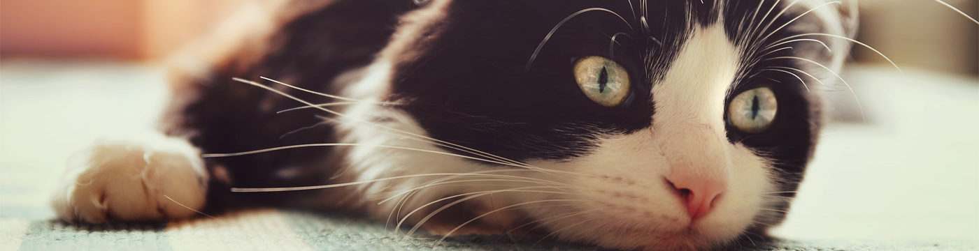 photo of a black and white cat