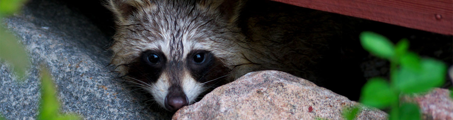 photo of a wild raccoon